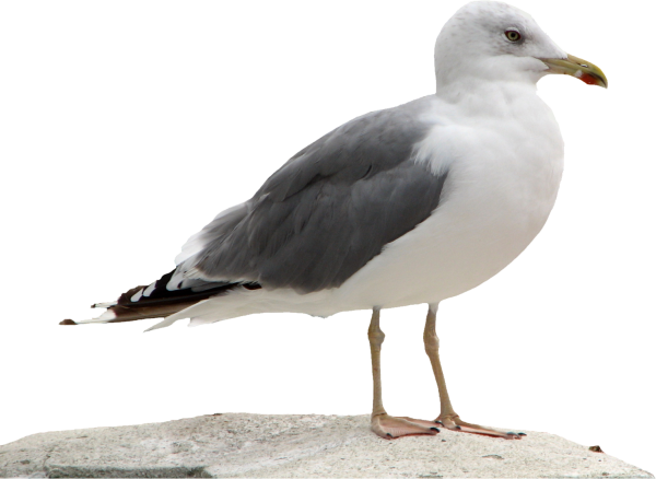 Чайка на прозрачном фоне