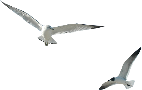 Летающие птицы на прозрачном фоне