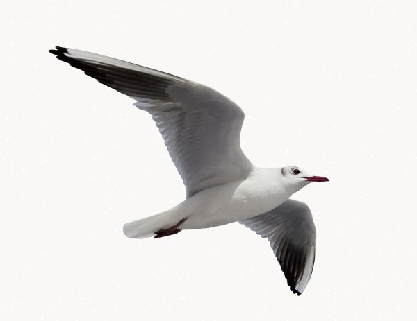 Чайка для детей