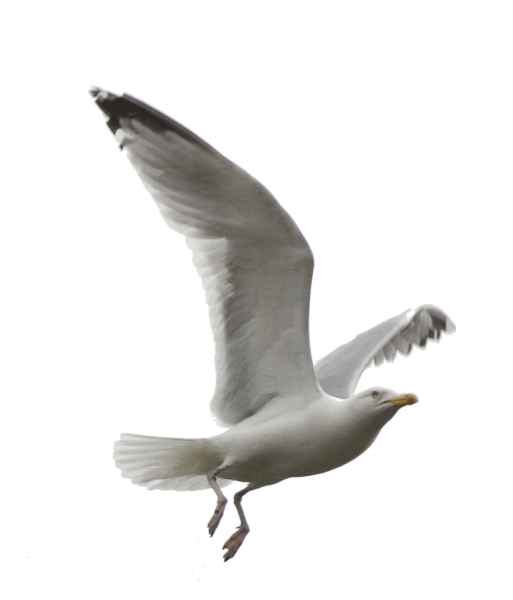 Чайки на прозрачном фоне