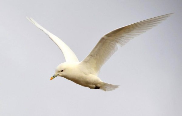 Розовая Чайка