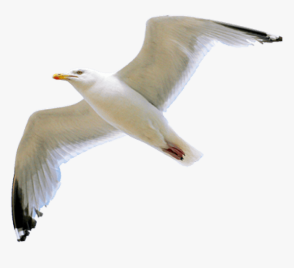 Чайка на белом фоне