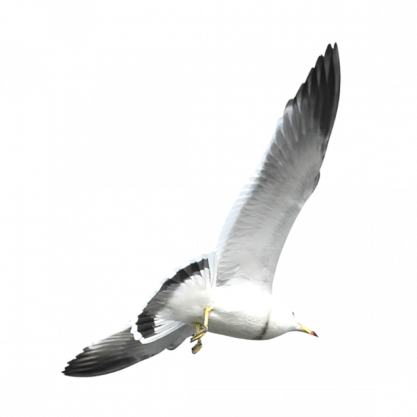 Морские птицы на прозрачном фоне