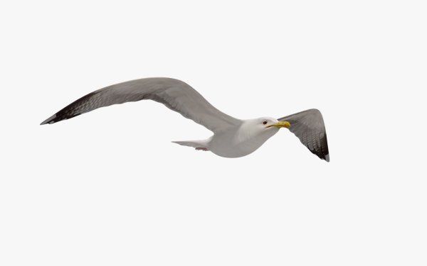 Чайки на белом фоне