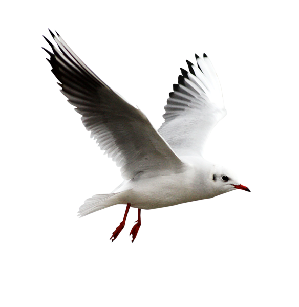 Чайки на прозрачном фоне