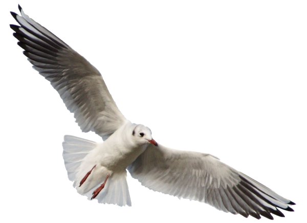 Чайки на белом фоне