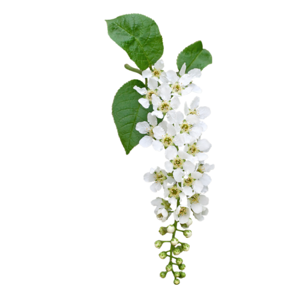 Черемуха на белом фоне