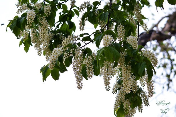 Белая черемуха дерево