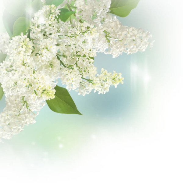 Белая сирень