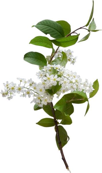 Ветка черемухи на белом фоне