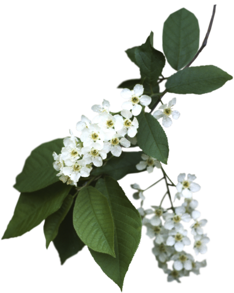 Цветущая черемуха