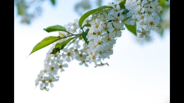 Черемуха обыкновенная на белом фоне