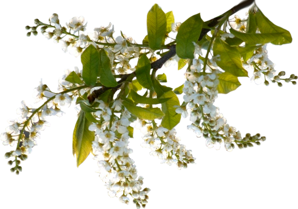 Веточка акации