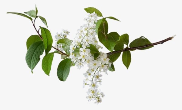 Ветка черемухи