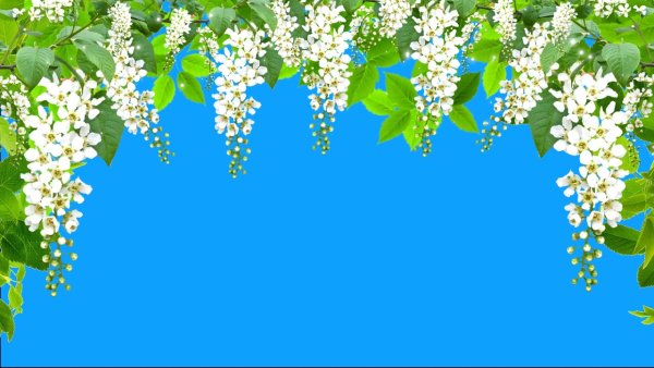 Черемуха фон