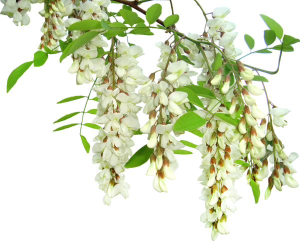 Белая Акация дерево