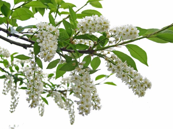 Черемуха дерево