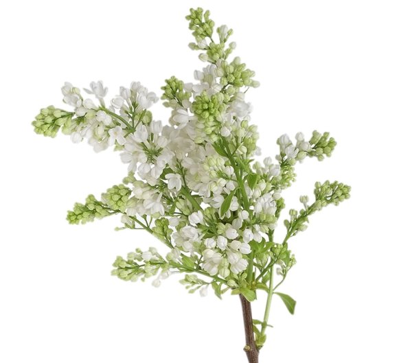 Сирень белая срезка