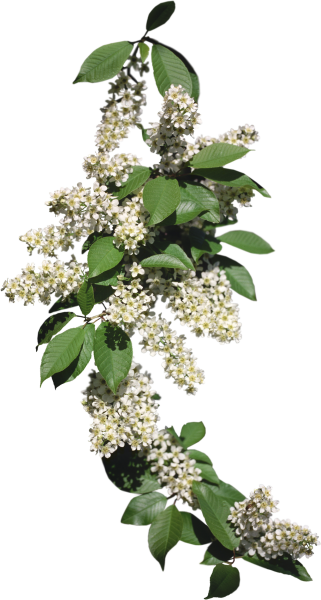 Ветка черемухи в цвету