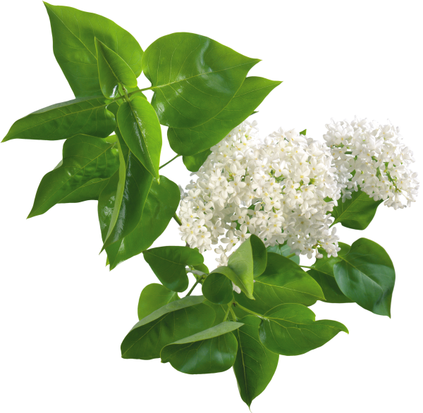 Белая сирень