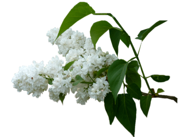 Сирень на прозрачном фоне