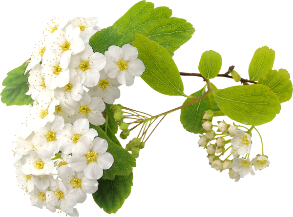 Ветка Цветущая