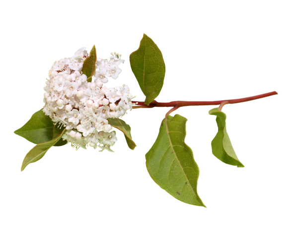 Ветка черемухи