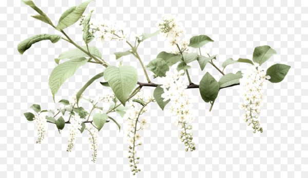 Цветущая черемуха