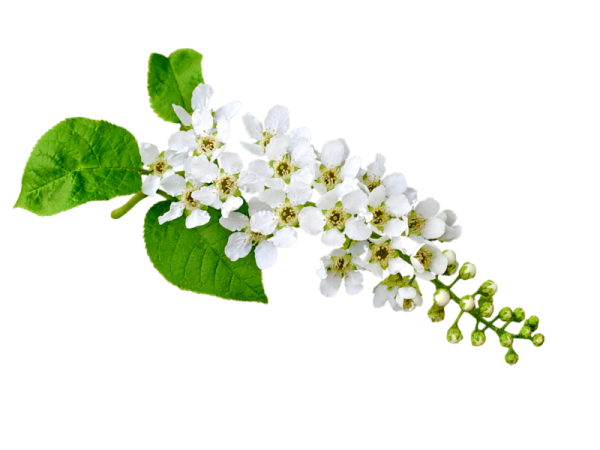 Цветущая черемуха