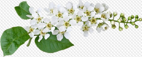 Яблоневый цвет на белом фоне