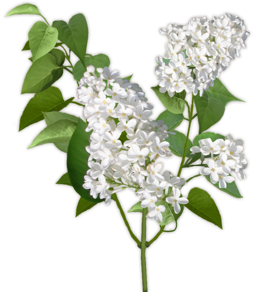Ветка белой сирени