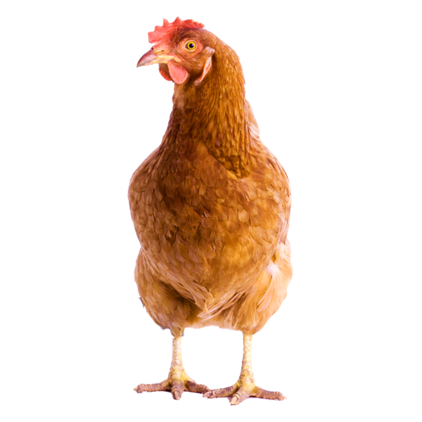 Курица на прозрачном фоне