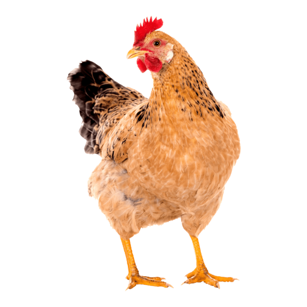 Куры без фона
