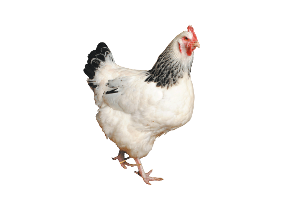 Белая курица