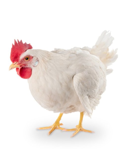 Курица на белом фоне