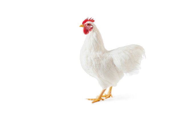 Белая курица