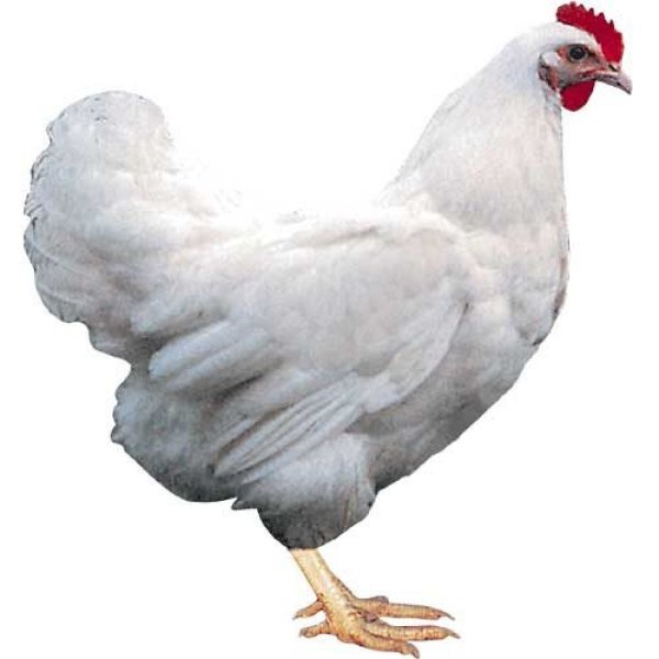 Доминант бурый 102