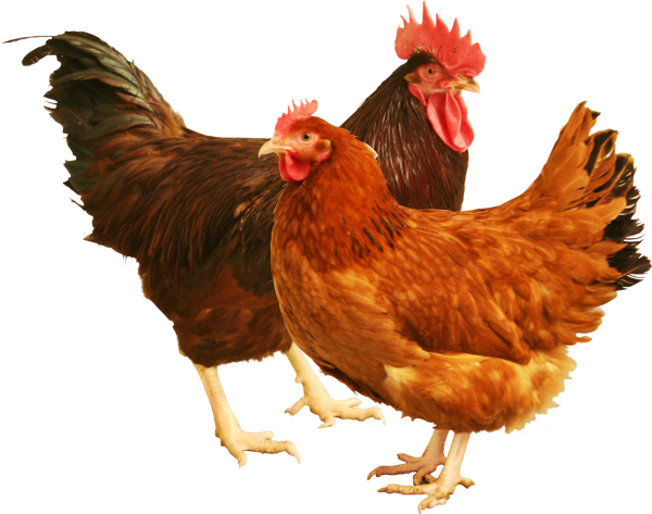 Курица для детей на прозрачном фоне