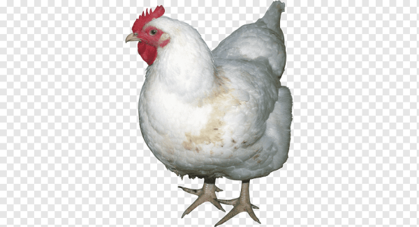 Бройлер Кобб 500 на белом фоне