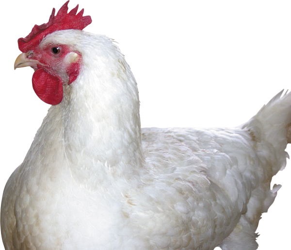 Курица на белом фоне