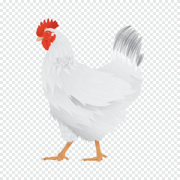 Курица клипарт на прозрачном фоне