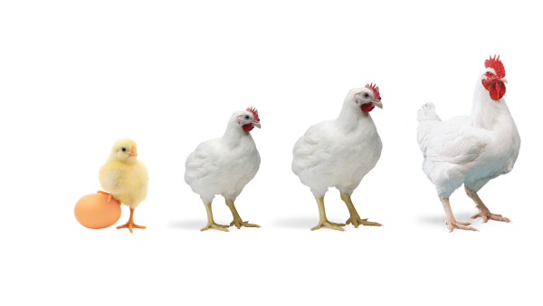 Цыплята Кобб 500 белый фон