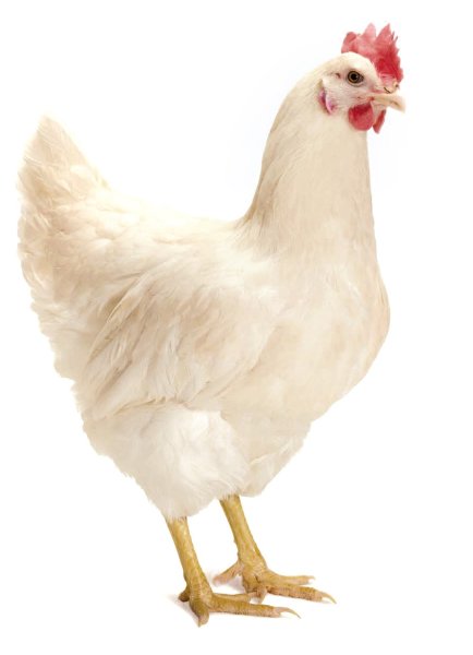 Хай лайн куры несушки