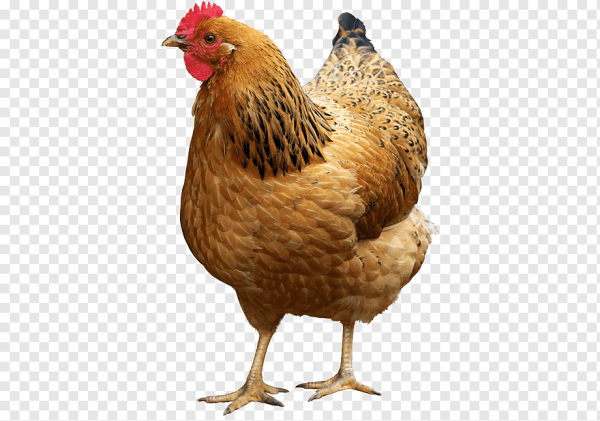 Карточка курица для детей