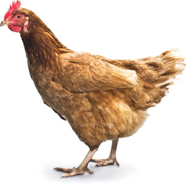 Курица на прозрачном фоне