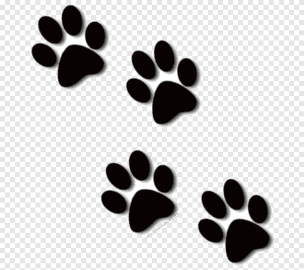 Отпечаток лапки кота