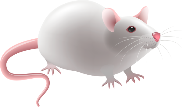 Белая крыса