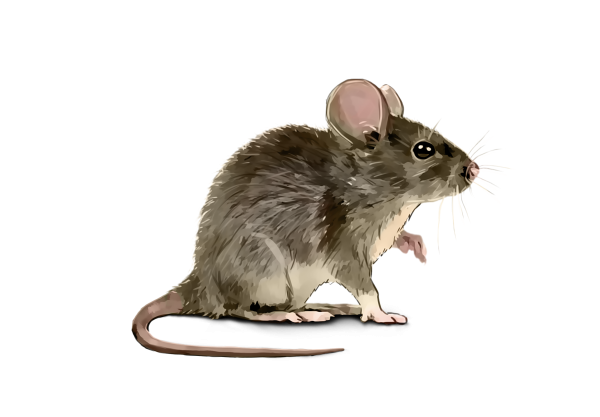 Мышь на белом фоне