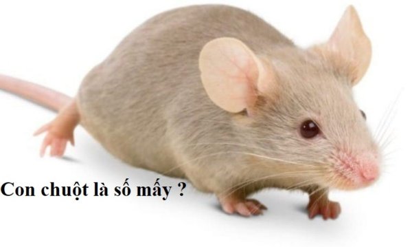 Крыса без фона