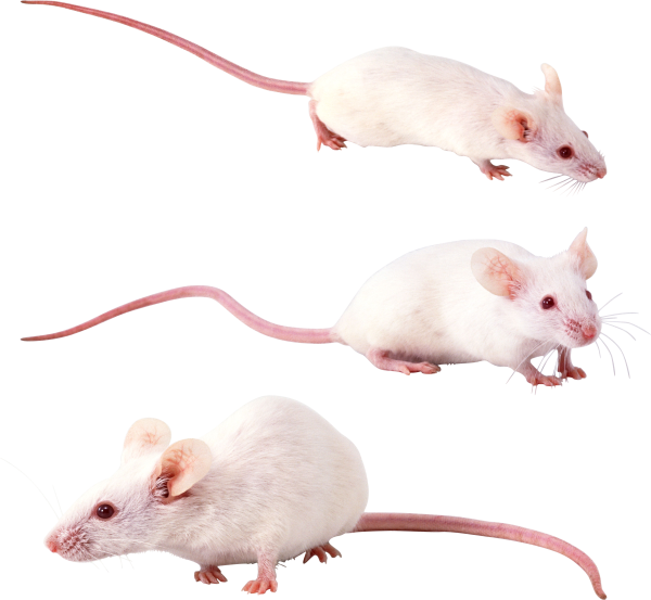 Мышь на белом фоне